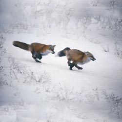 Foxes Playing in the Snow